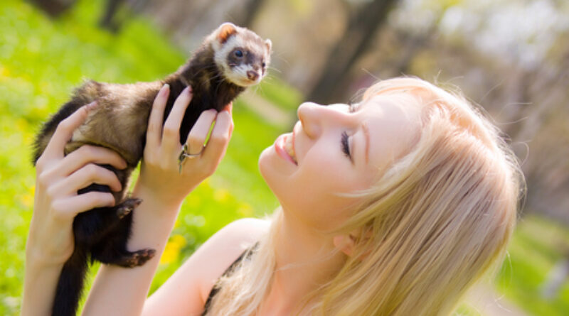 Cute Ferrets start an Online Business