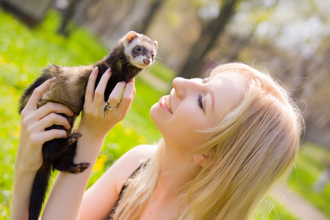 Cute Ferrets start an Online Business