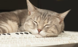 Short haired cat asleep on a computer keyboard