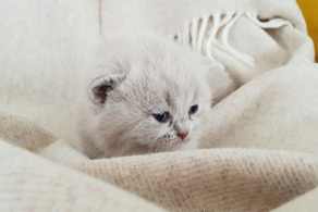 Caring for a cat when working from home