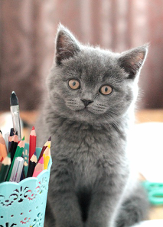 Cats as companions when working from home