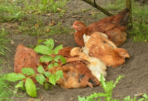 Chickens Relaxing in a Dust Bath