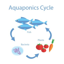 aquaponics for kids - aquaponics system