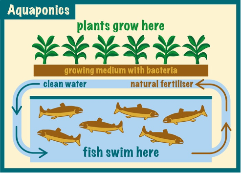 aquaponics garden