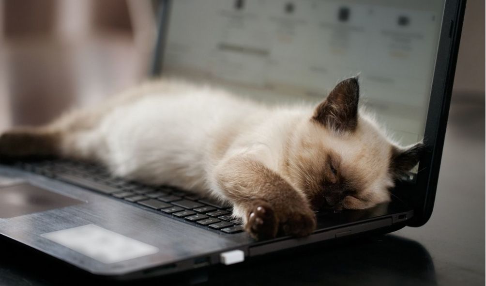 Cat Proof Keyboard