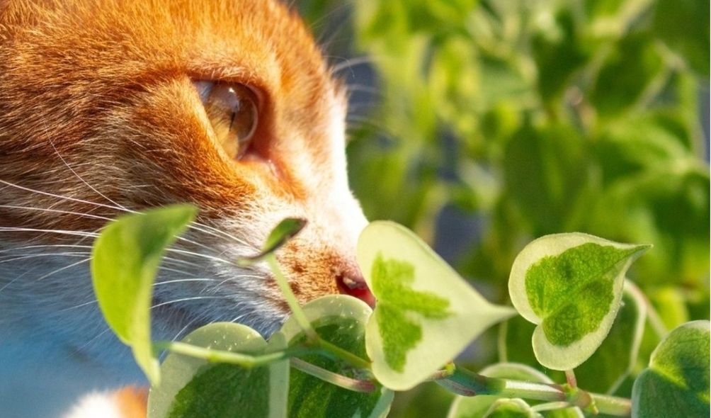 Cat safe house plants