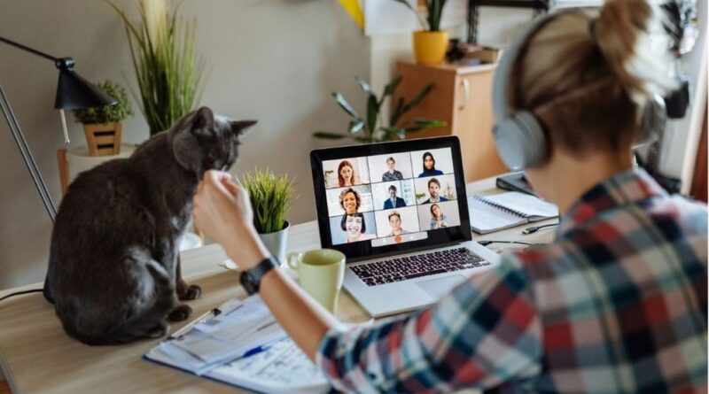 maintaining productivity whilst working from home with cats