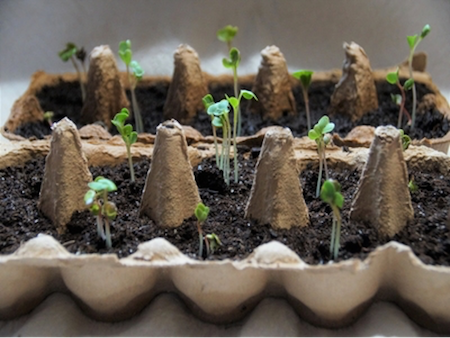 How to create a mini-garden with kids using egg cartons