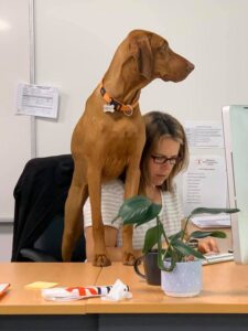 dog training for obedience