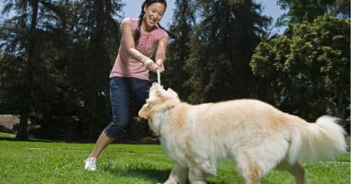Activities To Do With Your Dog