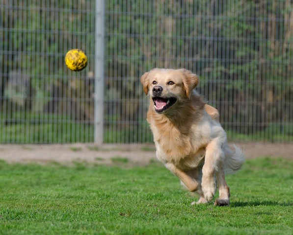 train your dog to play fetch