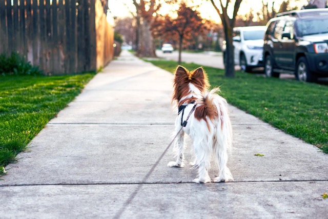 Increase your productivity when working at home by walking your dog