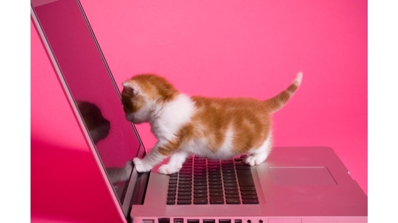 cat parents kitten on laptop