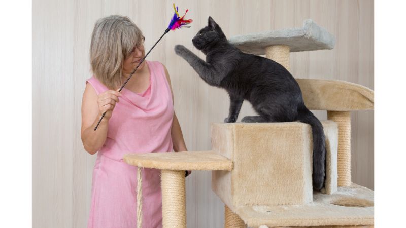 happy cat and woman playing working from home with cats