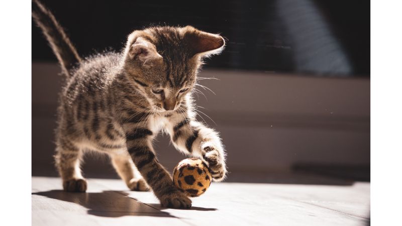 happy cat kitten playing with ball working from home with cats