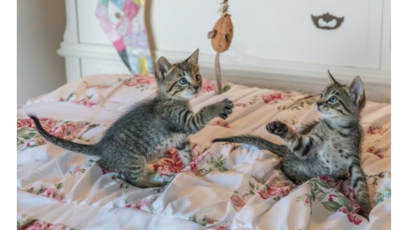 happy cat kitten playing with ball working from home with cats