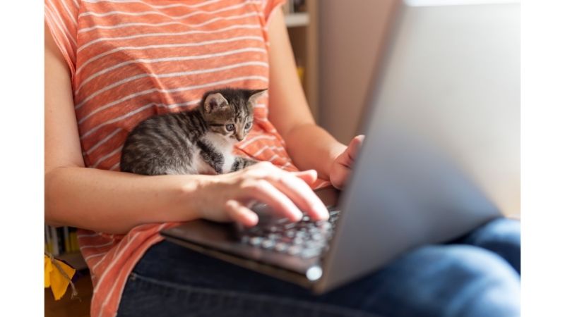 woman and kitten at laptop Working From Home With Cats