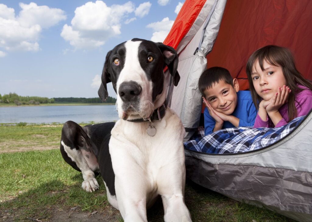 Dog Friendly Camping Trip