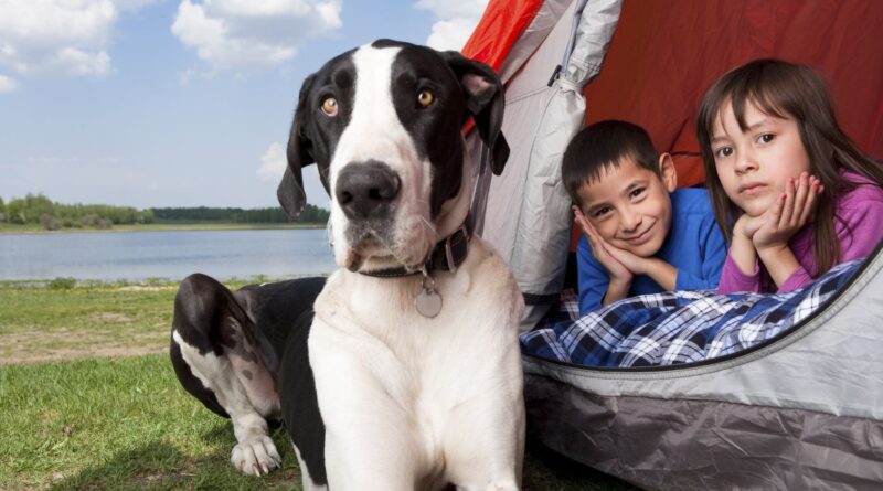 Dog Friendly Camping Trip