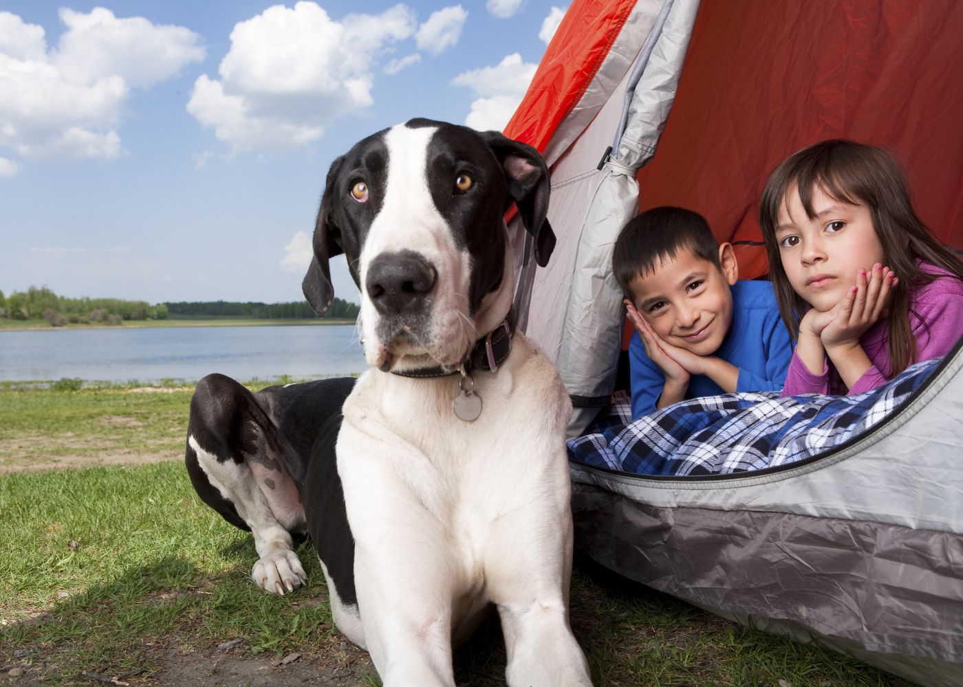 DogFriendly Camping Plan the Ultimate Weekend Work Break