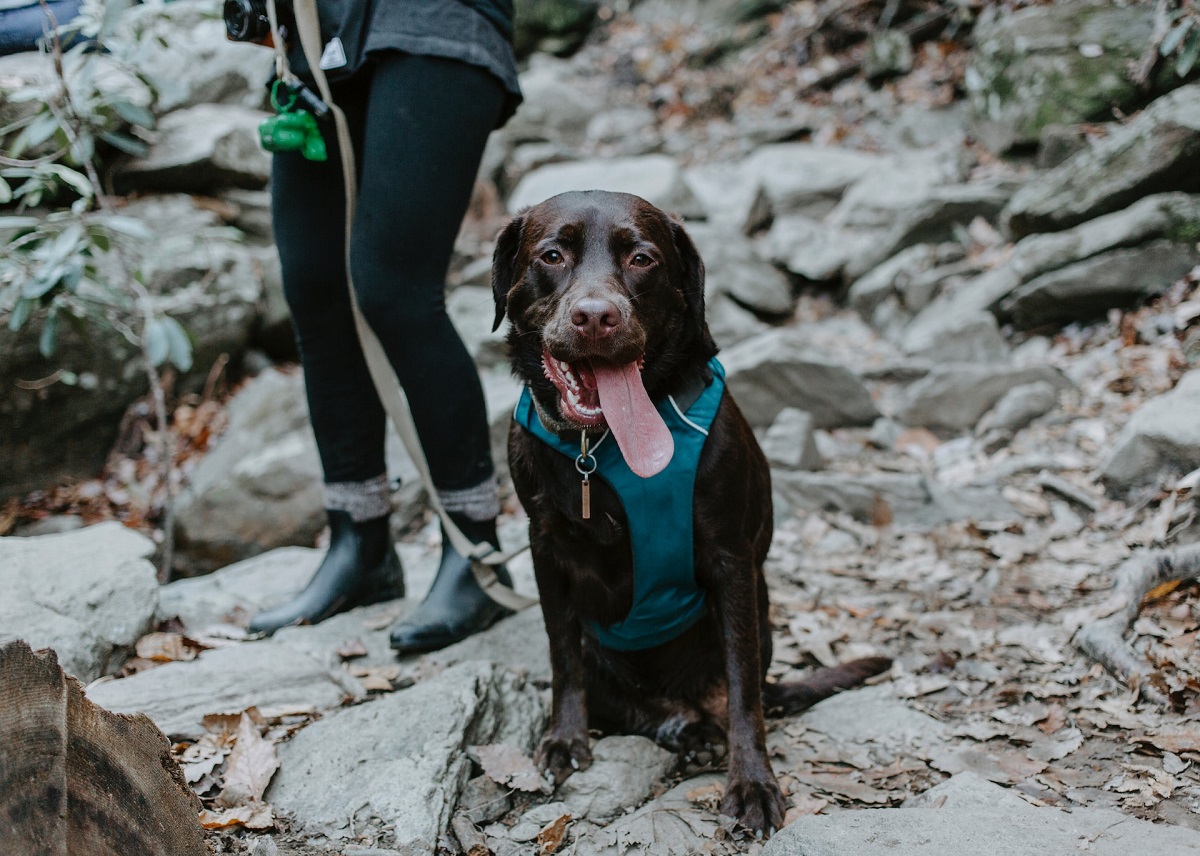 A happy dog sitting on rocky grounds during a hiking trip