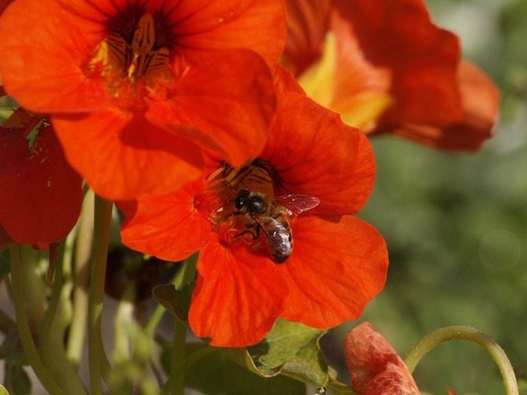 Nasturtium for kids