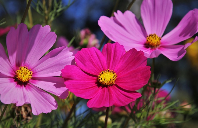 cosmos edible flower