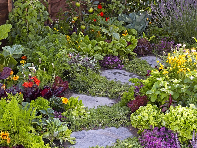 Edible Flower Garden