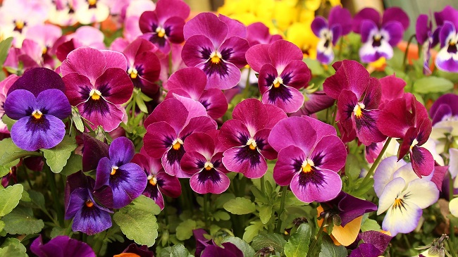 pansies edible flowers