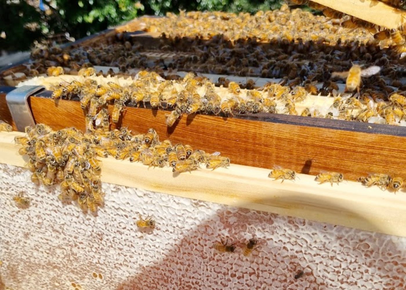 How to make and sell honey from beekeeping