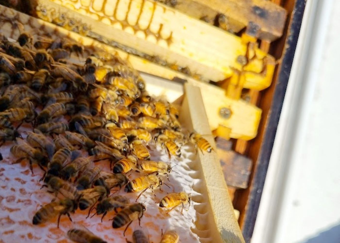 Learn the Basics of Beekeeping