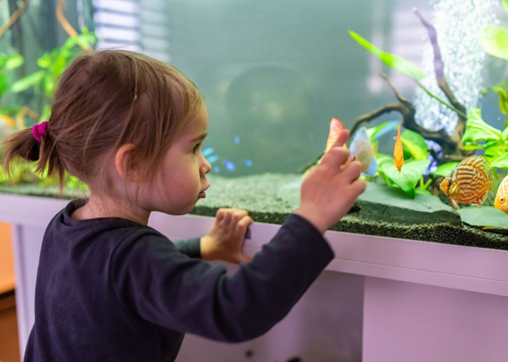 Setting Up Fish Tank for Home Office