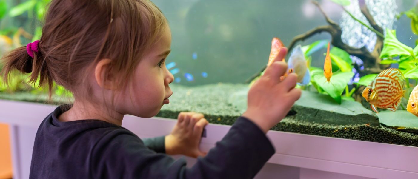 Setting Up Fish Tank for Home Office