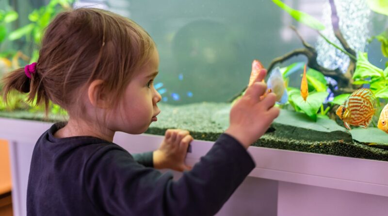 Setting Up Fish Tank for Home Office